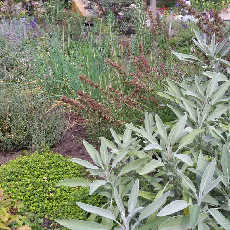 Artikelbild 3 des Artikels “Kräuterbeet “