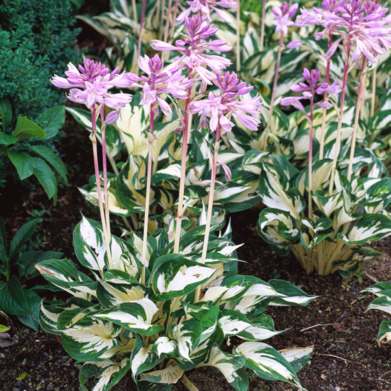 Artikelbild 3 des Artikels “Rhododendron-Unterpflanzung rosa / violett “