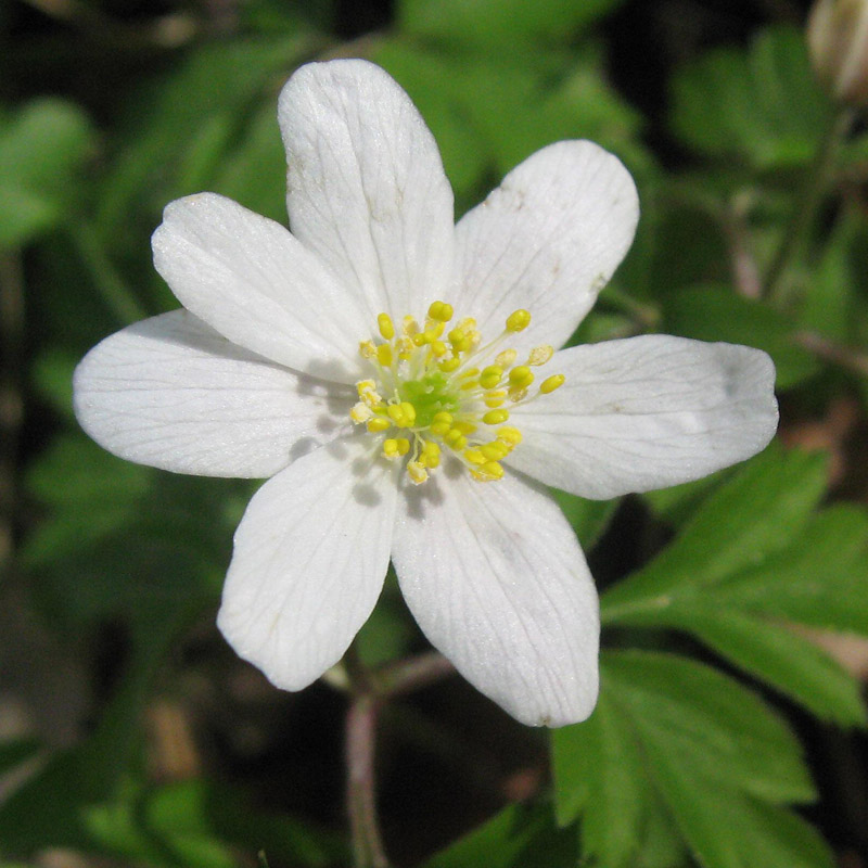 Artikelbild 3 des Artikels “Buschwindröschen “