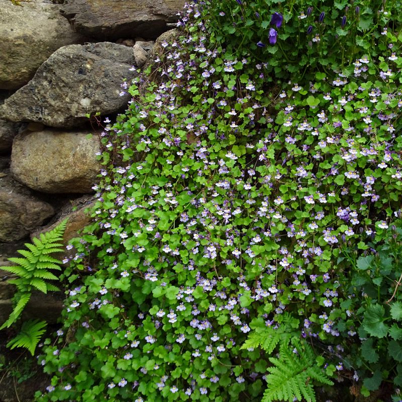 Artikelbild 3 des Artikels “Zimbelkraut “