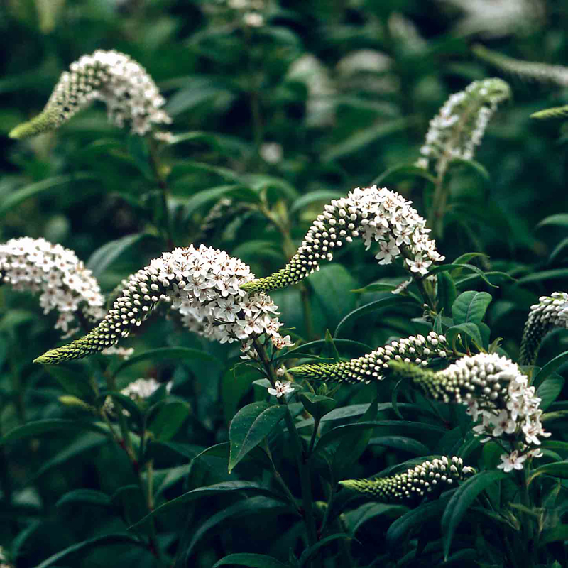 Artikelbild 3 des Artikels “Rispen-Felberich, weiß “