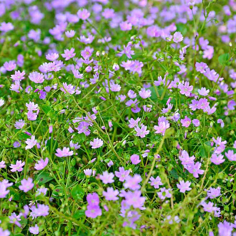 Artikelbild 3 des Artikels “Sibirisches Quellkraut “