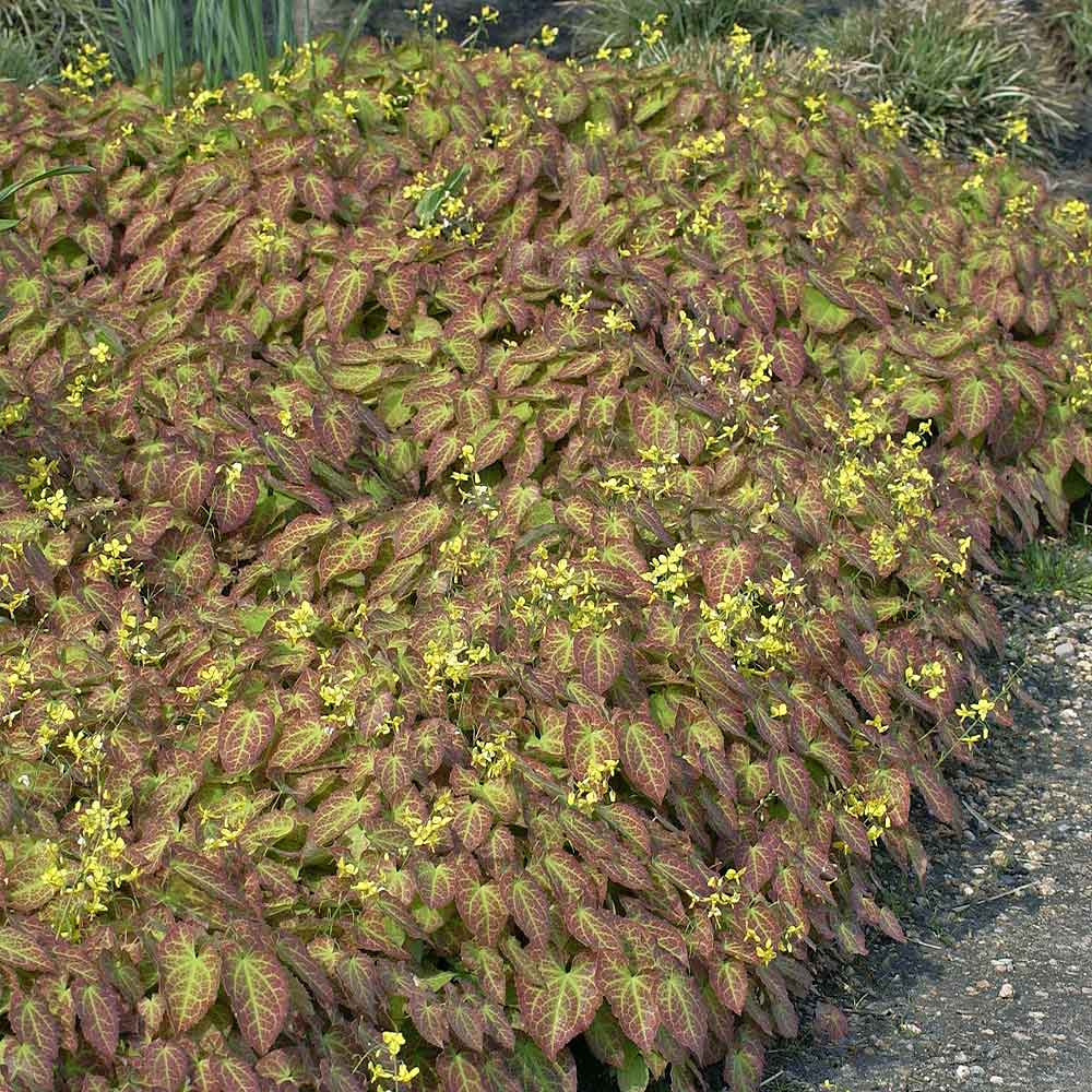 Artikelbild 3 des Artikels “Elfenspiegel, gelb “