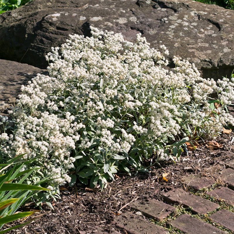 Artikelbild 3 des Artikels “Perlkörbchen “