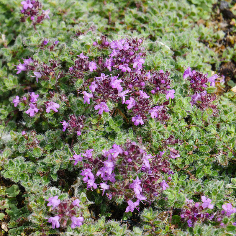 Artikelbild 3 des Artikels “Teppich-Thymian “