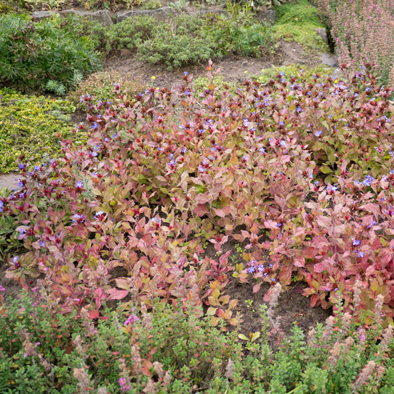 Artikelbild 3 des Artikels “Bleiwurz “