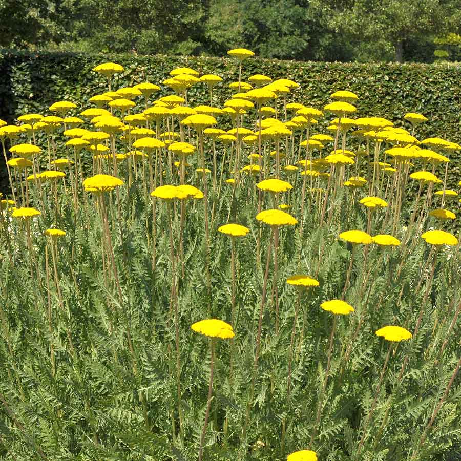 Artikelbild 3 des Artikels “Schafgarbe, gelb “