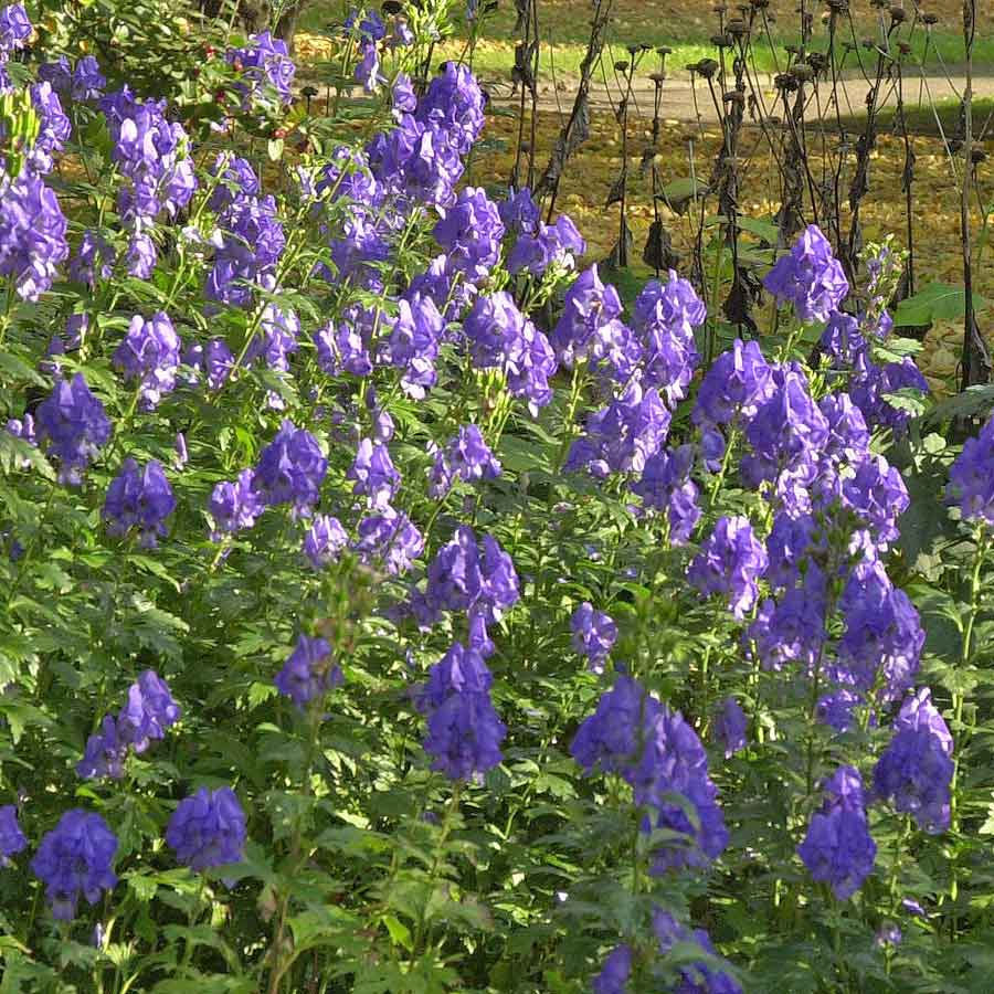 Artikelbild 3 des Artikels “Herbst-Eisenhut “