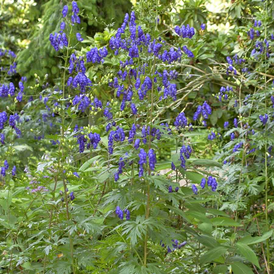 Artikelbild 3 des Artikels “Sommer-Eisenhut, tiefblau “
