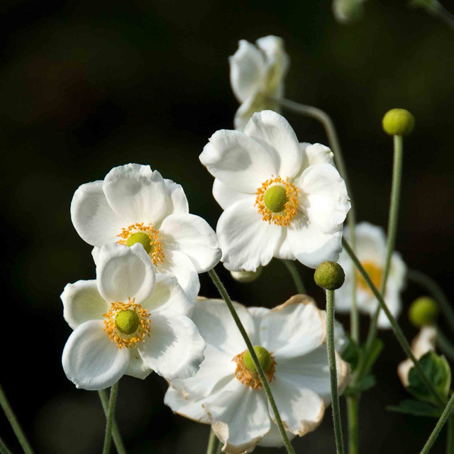 Artikelbild 3 des Artikels “Herbst-Anemone, weiß “