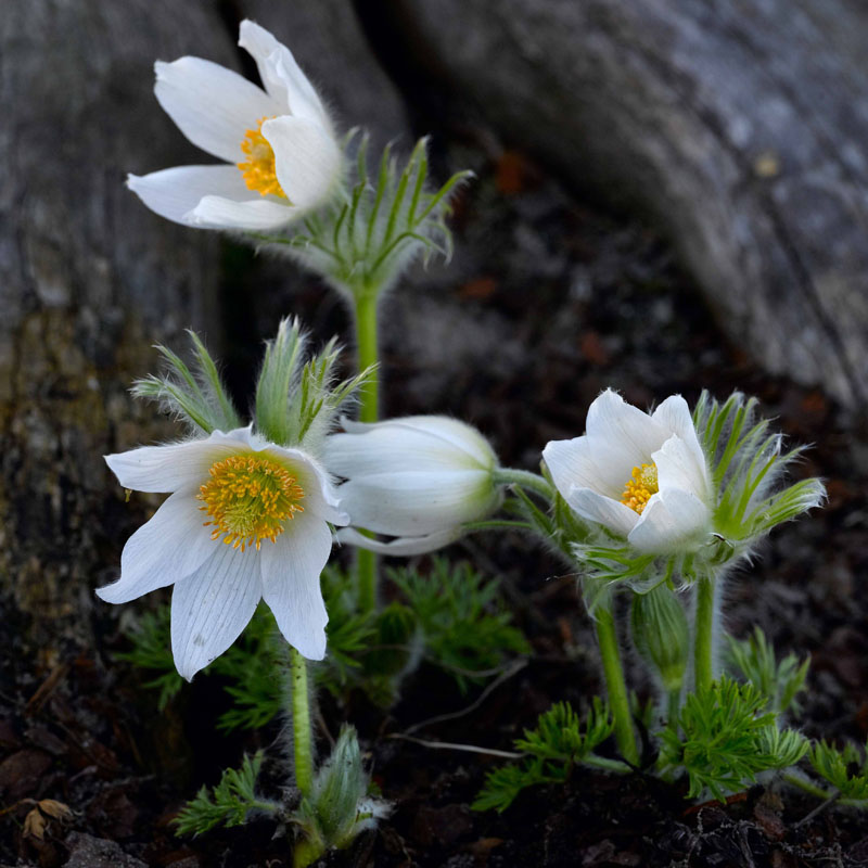 Artikelbild 3 des Artikels “Küchenschelle, weiß “