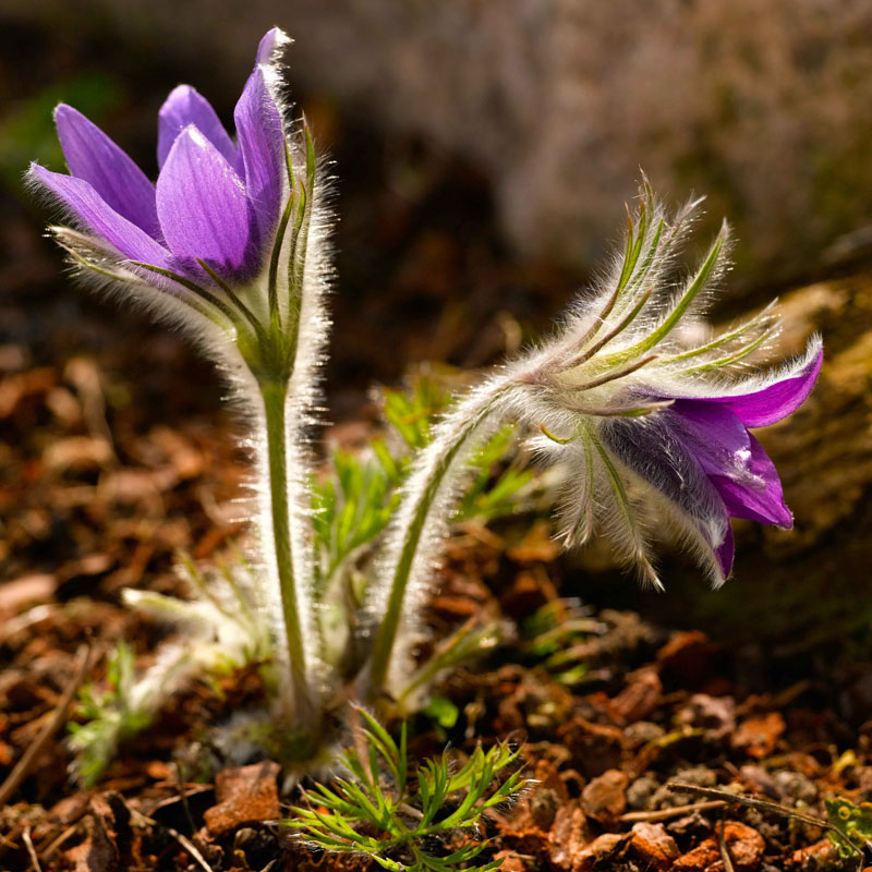 Artikelbild 3 des Artikels “Küchenschelle, violett “