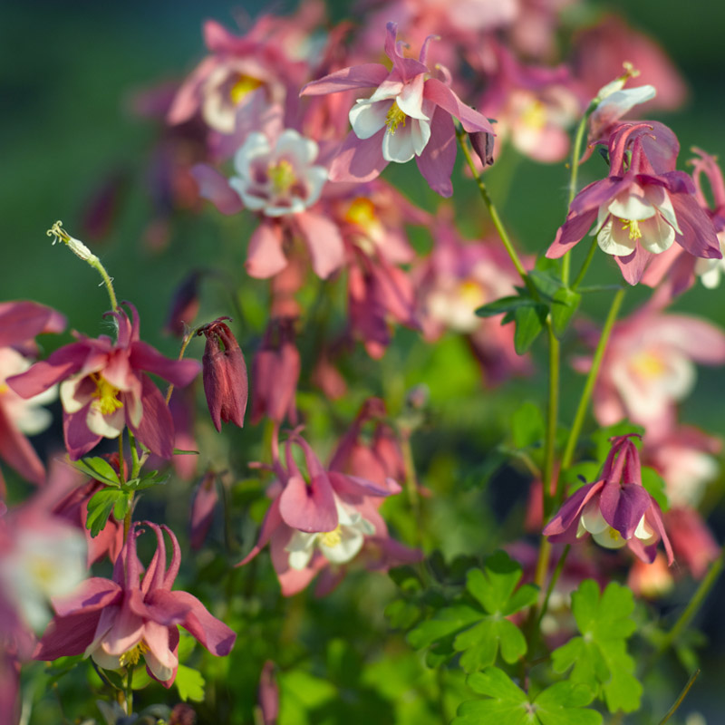 Artikelbild 3 des Artikels “Akelei, rot / weiß “