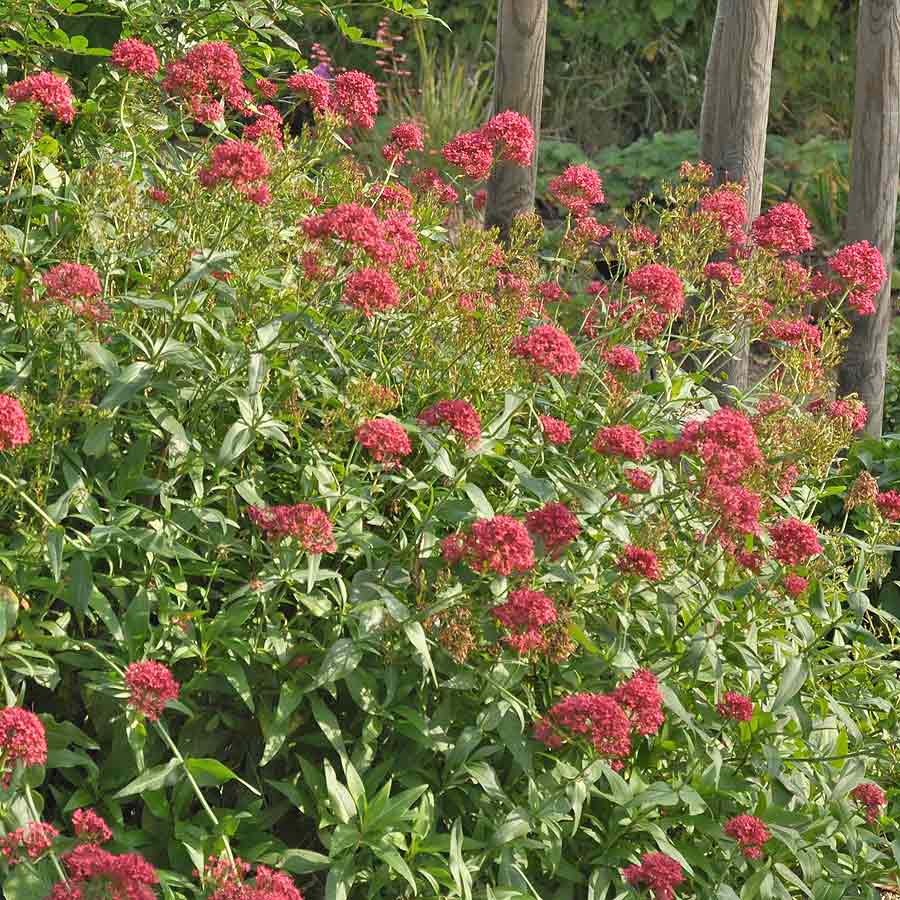 Artikelbild 3 des Artikels “Spornblume, rot “