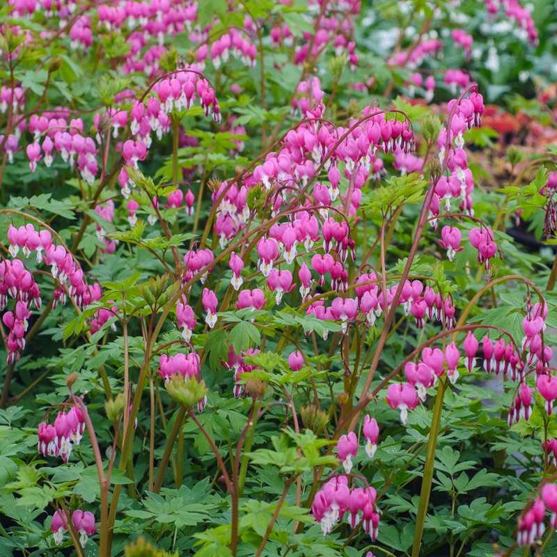 Artikelbild 3 des Artikels “Tränendes Herz, rosa “