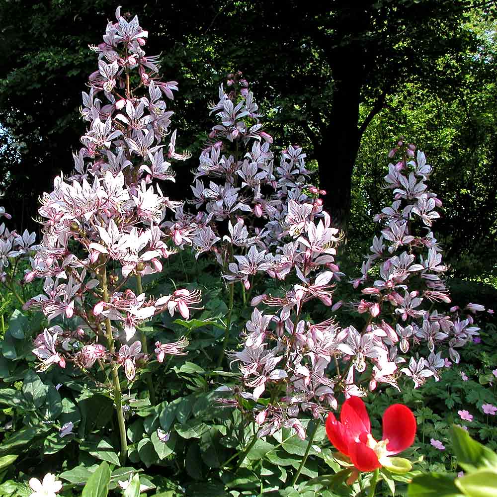 Artikelbild 3 des Artikels “Diptam, rosa “