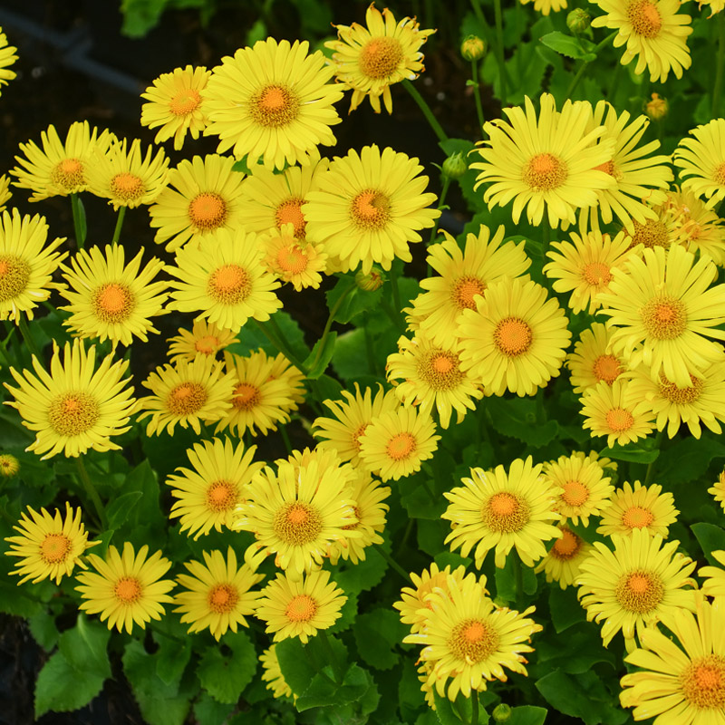 Artikelbild 3 des Artikels “Gemswurz “