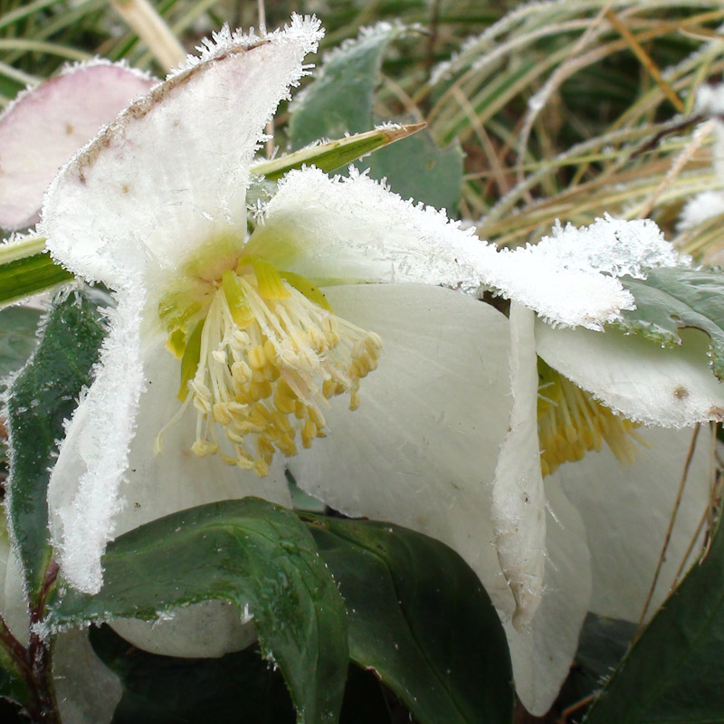 Artikelbild 3 des Artikels “Christrose, weiß “