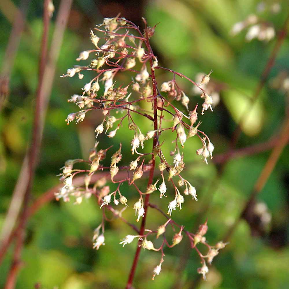 Artikelbild 3 des Artikels “Purpurglöckchen, weiß “