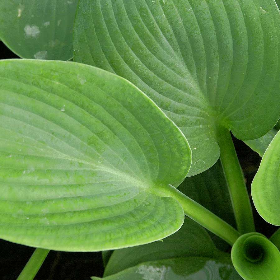 Artikelbild 3 des Artikels “Große Blaublatt-Funkie “