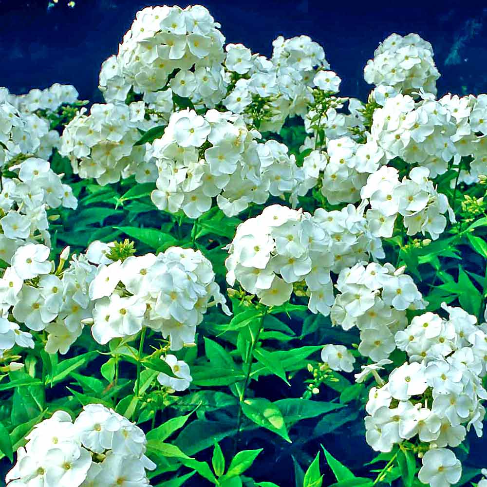 Artikelbild 3 des Artikels “Flammenblume, weiß “