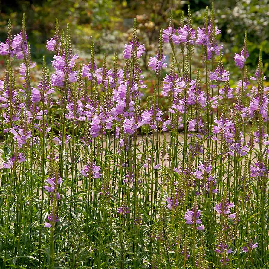 Artikelbild 3 des Artikels “Gelenkblume, violettrosa “