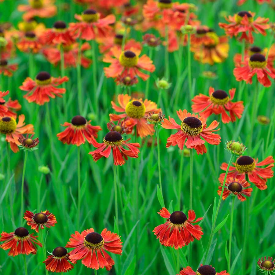 Artikelbild 3 des Artikels “Sonnenbraut, kupferrot “