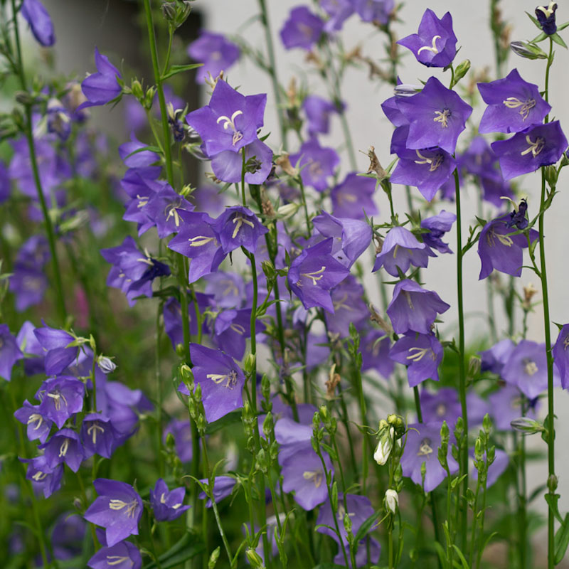 Artikelbild 3 des Artikels “Pfirsich-Glockenblume, blau “