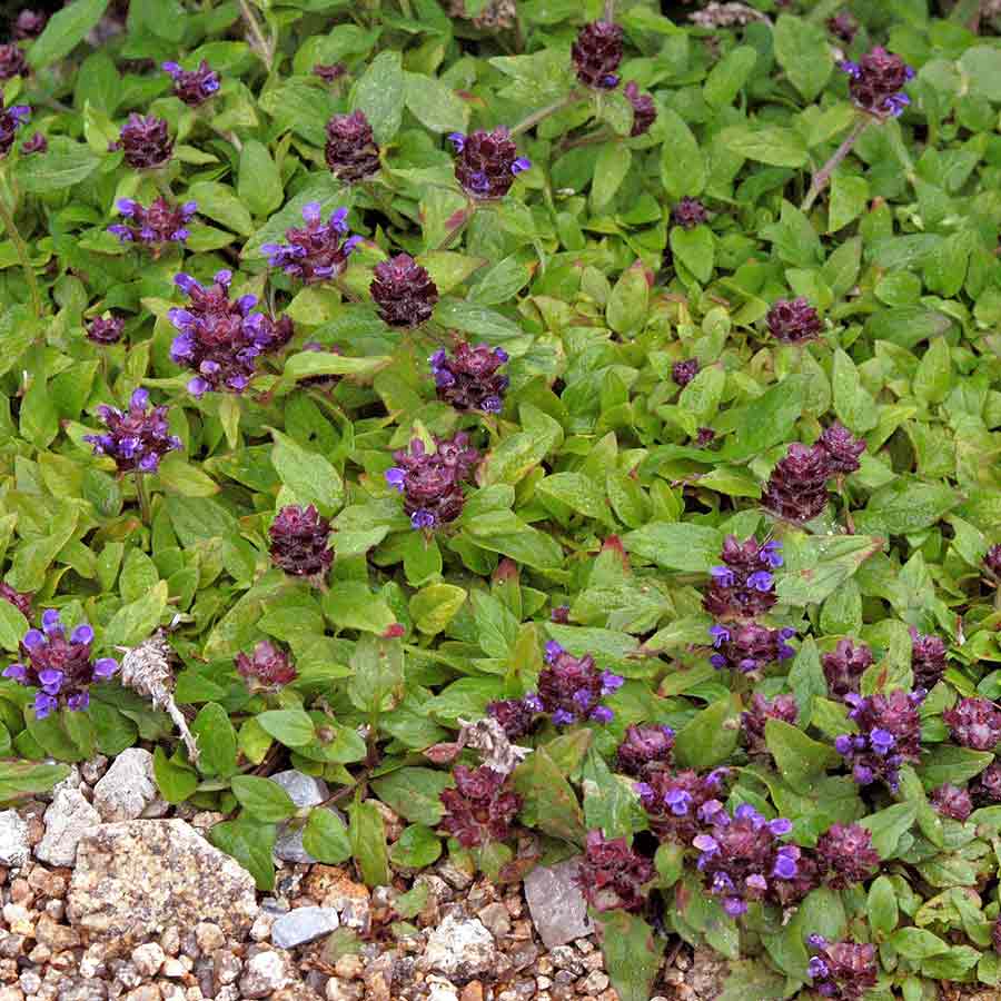 Artikelbild 3 des Artikels “Braunelle, violettblau “