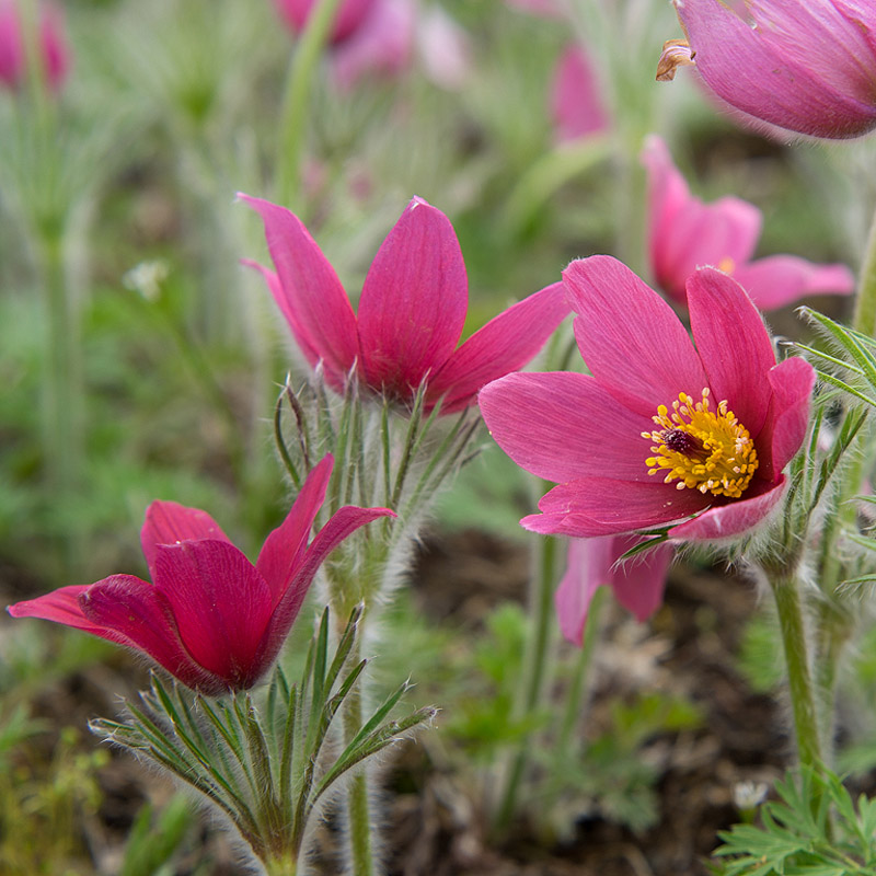 Artikelbild 3 des Artikels “Küchenschelle, rot “