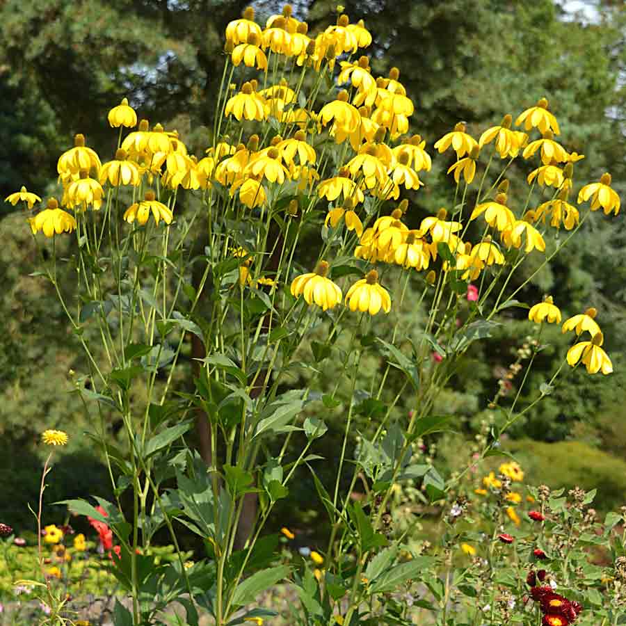 Artikelbild 3 des Artikels “Sonnenhut “