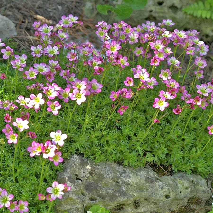 Artikelbild 3 des Artikels “Steinbrech, rosa “