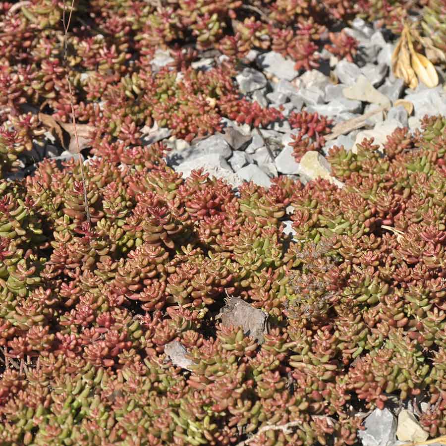 Artikelbild 3 des Artikels “Weißer Mauerpfeffer “