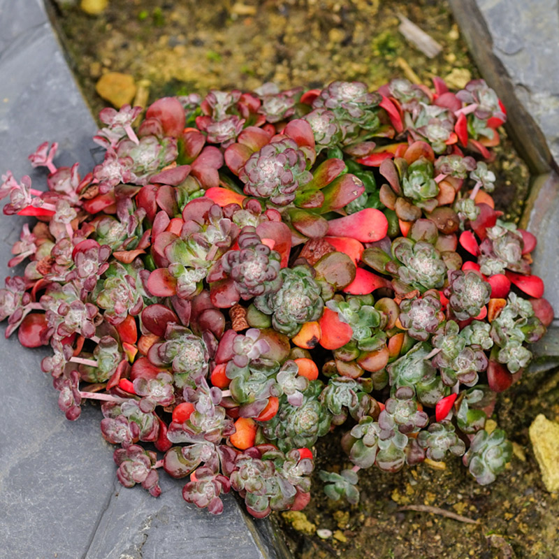 Artikelbild 3 des Artikels “Rotspatel-Fetthenne “