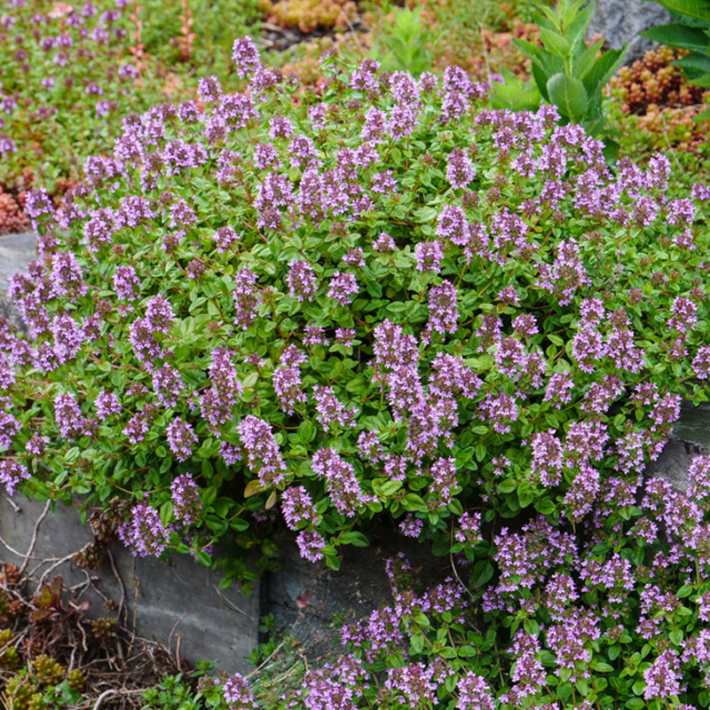 Artikelbild 3 des Artikels “Zitronen-Thymian “