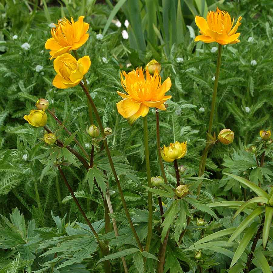 Artikelbild 3 des Artikels “Trollblume “