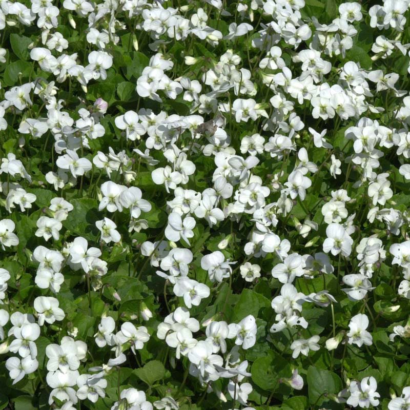 Artikelbild 3 des Artikels “Pfingst-Veilchen, weiß “