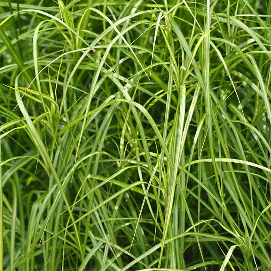 Artikelbild 3 des Artikels “Palmwedel-Segge “