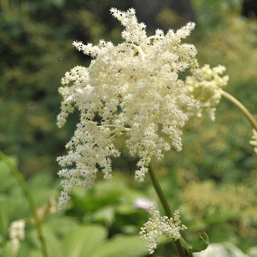 Artikelbild 3 des Artikels “Tafelblatt “