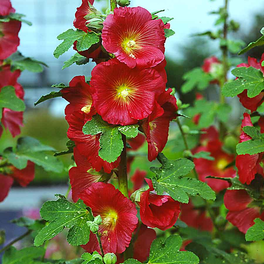 Artikelbild 3 des Artikels “Stockrose, einfach “