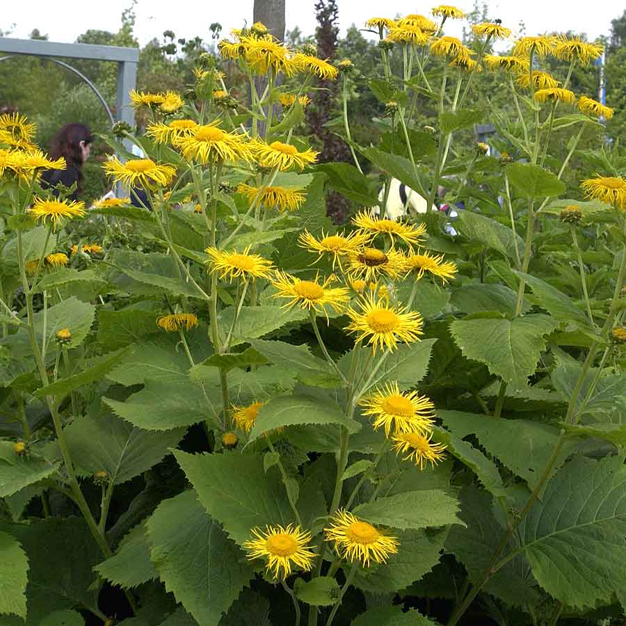 Artikelbild 3 des Artikels “Riesen-Alant “