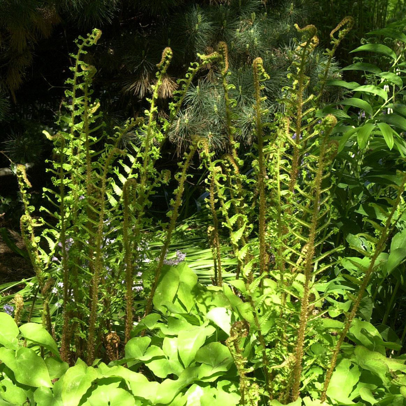 Artikelbild 3 des Artikels “Königs-Goldschuppen-Farn “