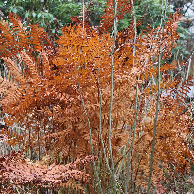 Artikelbild 3 des Artikels “Königsfarn, Wildform “