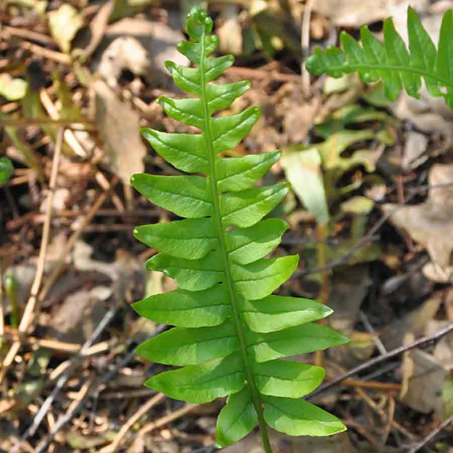 Artikelbild 3 des Artikels “Tüpfelfarn “