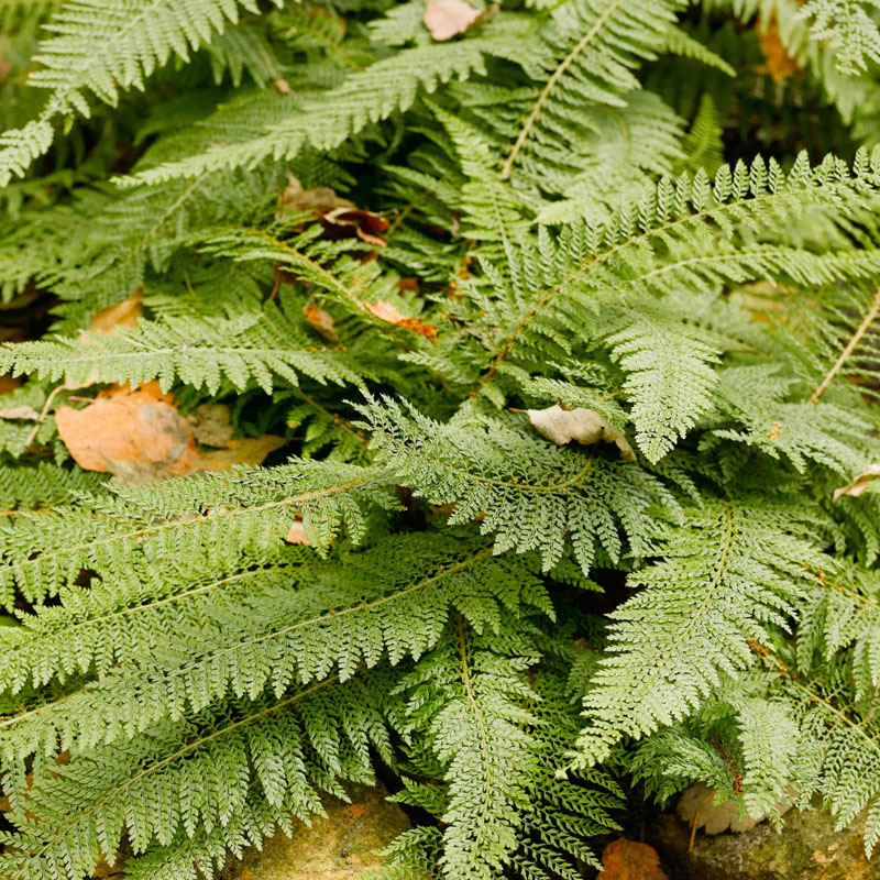 Artikelbild 3 des Artikels “Filigranfarn “