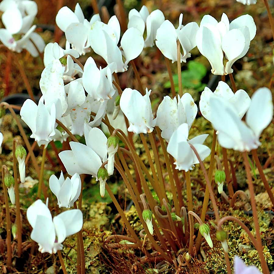 Artikelbild 3 des Artikels “Mini-Alpenveilchen, weiß “
