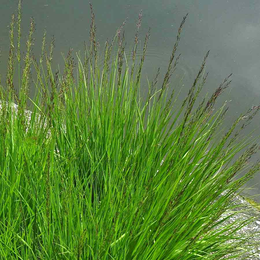 Artikelbild 3 des Artikels “Pfeifengras, schwarzbraun “