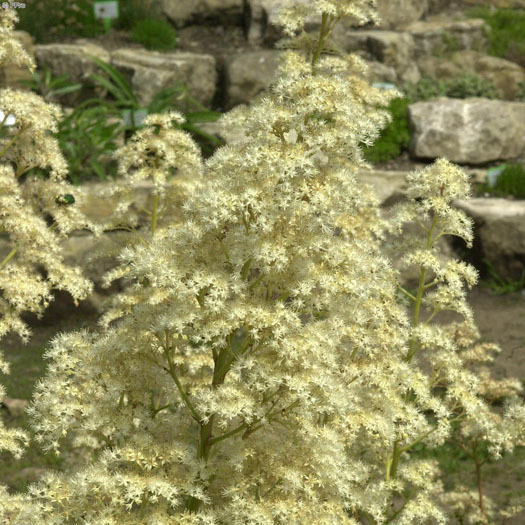 Artikelbild 3 des Artikels “Schaublatt “