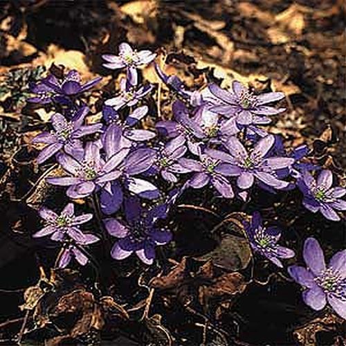 Artikelbild 3 des Artikels “Leberblümchen “