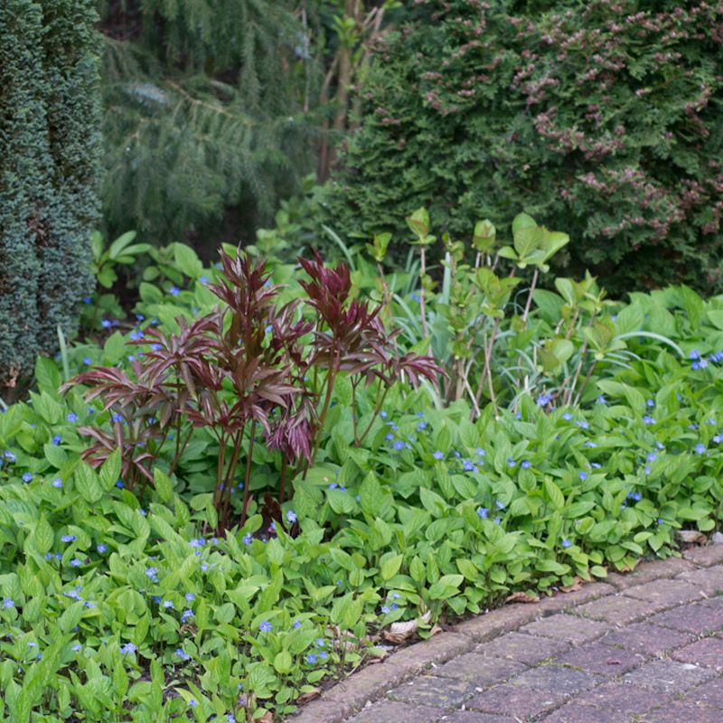 Artikelbild 3 des Artikels “Gedenkemein “